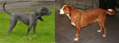 Irish Bull Terrier vs Austrian Pinscher - Breed Comparison