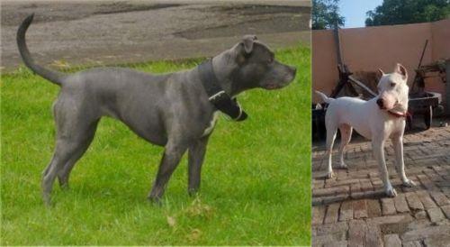 Irish Bull Terrier vs Indian Bull Terrier - Breed Comparison