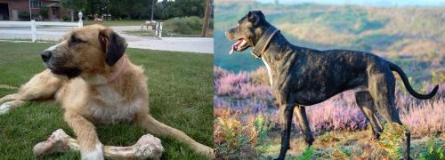 Irish Mastiff Hound vs Alaunt - Breed Comparison
