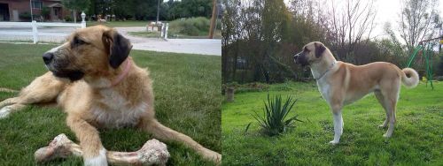 Irish Mastiff Hound vs Anatolian Shepherd - Breed Comparison