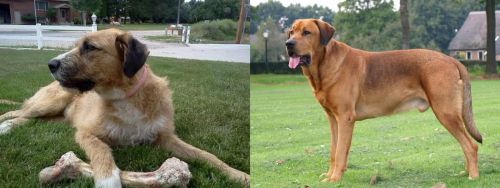 Irish Mastiff Hound vs Broholmer - Breed Comparison