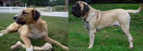 Irish Mastiff Hound vs English Mastiff - Breed Comparison
