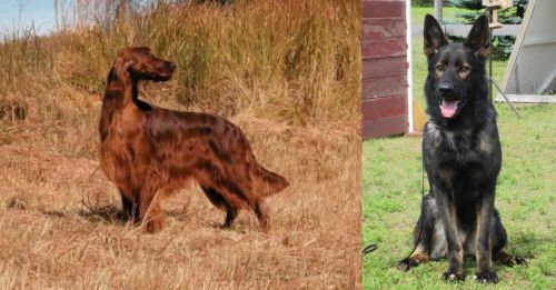Irish Setter vs East German Shepherd - Breed Comparison