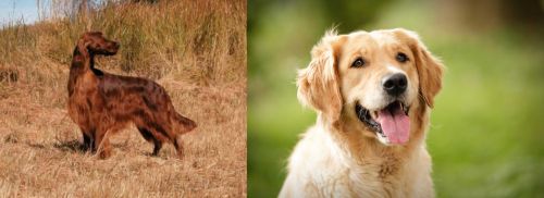 Irish Setter vs Golden Retriever - Breed Comparison