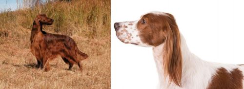 Irish Setter vs Irish Red and White Setter - Breed Comparison
