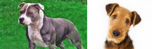 Irish Staffordshire Bull Terrier vs Airedale Terrier
