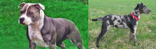 Irish Staffordshire Bull Terrier vs Atlas Terrier