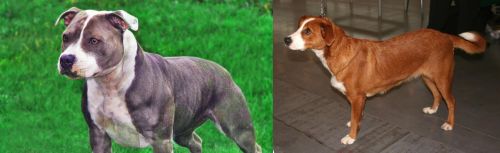 Irish Staffordshire Bull Terrier vs Austrian Pinscher - Breed Comparison