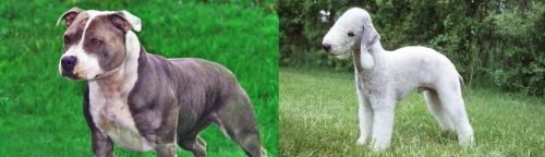 Irish Staffordshire Bull Terrier vs Bedlington Terrier