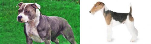 Irish Staffordshire Bull Terrier vs Fox Terrier - Breed Comparison