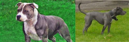 Irish Staffordshire Bull Terrier vs Irish Bull Terrier - Breed Comparison