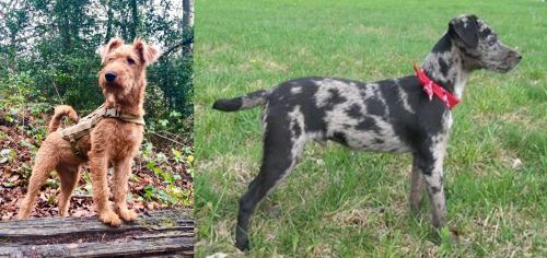 Irish Terrier vs Atlas Terrier - Breed Comparison