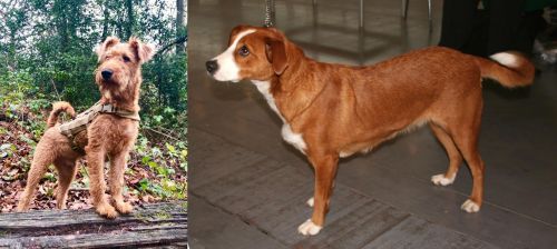 Irish Terrier vs Austrian Pinscher - Breed Comparison