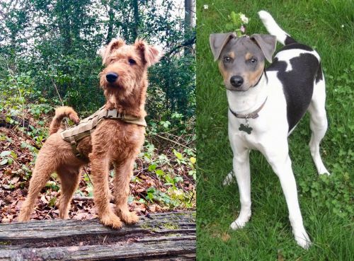 Irish Terrier vs Brazilian Terrier