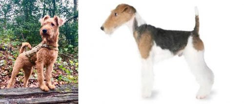 Irish Terrier vs Fox Terrier - Breed Comparison