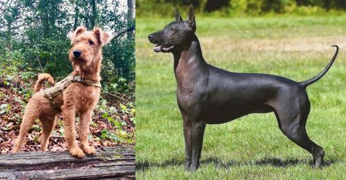 Irish Terrier vs Hairless Khala