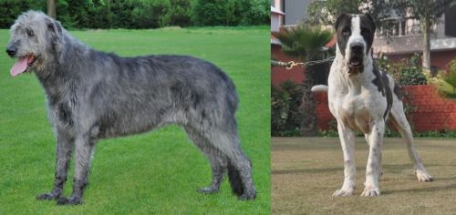 Irish Wolfhound vs Alangu Mastiff - Breed Comparison