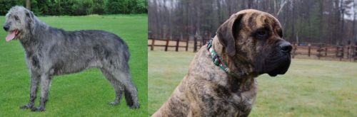 Irish Wolfhound vs American Mastiff - Breed Comparison