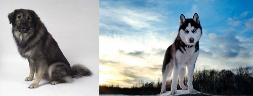 Istrian Sheepdog vs Alaskan Husky - Breed Comparison