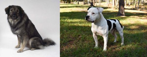 Istrian Sheepdog vs American Bulldog - Breed Comparison