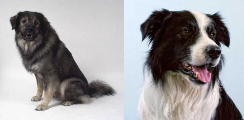 Istrian Sheepdog vs Border Collie - Breed Comparison