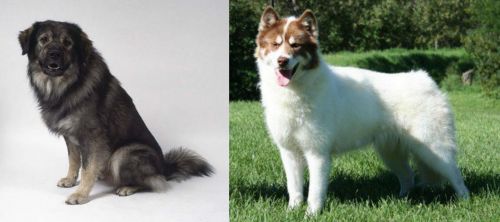 Istrian Sheepdog vs Canadian Eskimo Dog