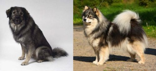 Istrian Sheepdog vs Finnish Lapphund - Breed Comparison