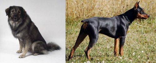 Istrian Sheepdog vs German Pinscher - Breed Comparison