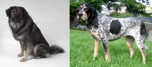 Istrian Sheepdog vs Griffon Bleu de Gascogne - Breed Comparison
