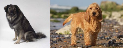 Istrian Sheepdog vs Griffon Fauve de Bretagne - Breed Comparison