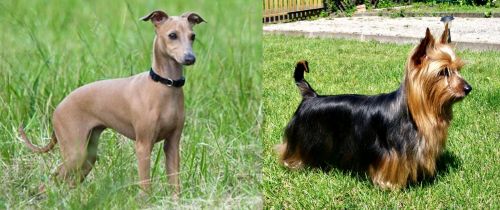 Italian Greyhound vs Australian Silky Terrier - Breed Comparison