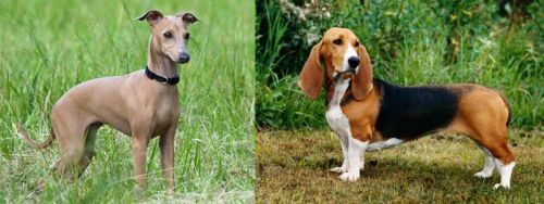 Italian Greyhound vs Basset Artesien Normand - Breed Comparison