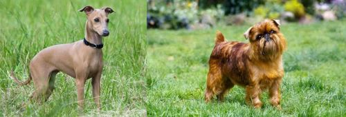 Italian Greyhound vs Belgian Griffon - Breed Comparison