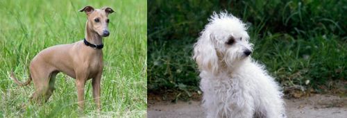 Italian Greyhound vs Bolognese - Breed Comparison