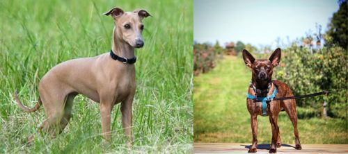 Italian Greyhound vs Bospin - Breed Comparison