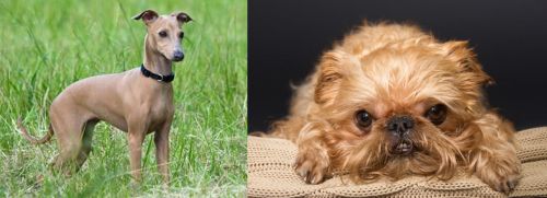Italian Greyhound vs Brug - Breed Comparison