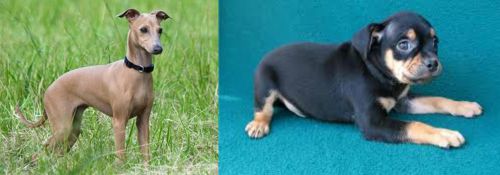 Italian Greyhound vs Carlin Pinscher - Breed Comparison