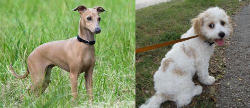 Italian Greyhound vs Cavachon - Breed Comparison