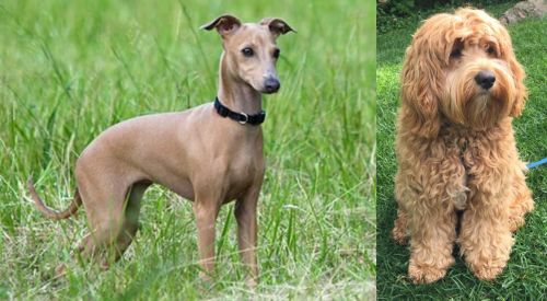 Italian Greyhound vs Cockapoo - Breed Comparison