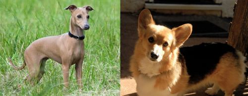 Italian Greyhound vs Dorgi - Breed Comparison