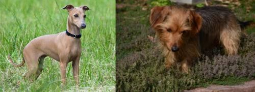 Italian Greyhound vs Dorkie
