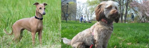 Italian Greyhound vs Doxiepoo - Breed Comparison