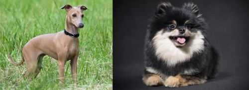Italian Greyhound vs German Spitz (Klein) - Breed Comparison