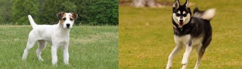 Jack Russell Terrier vs Alaskan Klee Kai - Breed Comparison