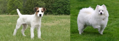 Jack Russell Terrier vs American Eskimo Dog - Breed Comparison