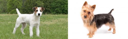 Jack Russell Terrier vs Australian Terrier - Breed Comparison