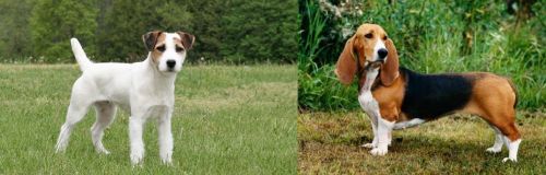 Jack Russell Terrier vs Basset Artesien Normand - Breed Comparison