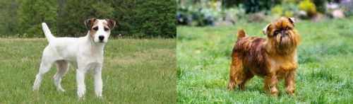 Jack Russell Terrier vs Belgian Griffon - Breed Comparison