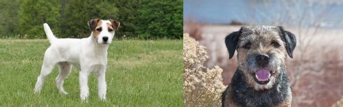 Jack Russell Terrier vs Border Terrier - Breed Comparison
