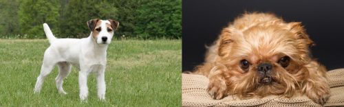 Jack Russell Terrier vs Brug - Breed Comparison